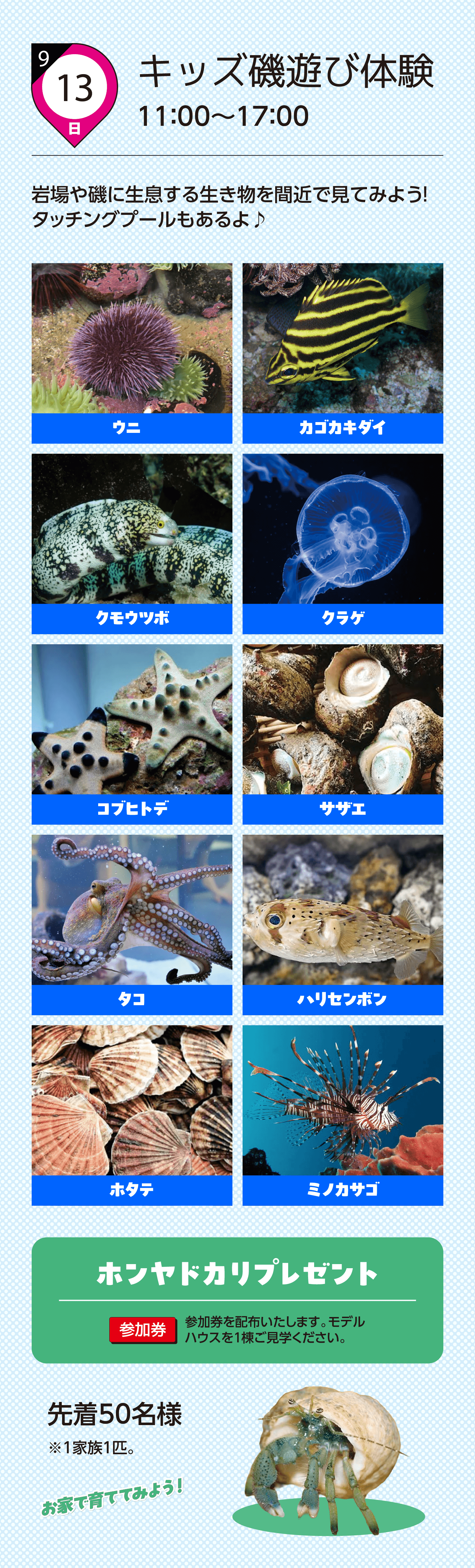 キッズ磯遊び体験